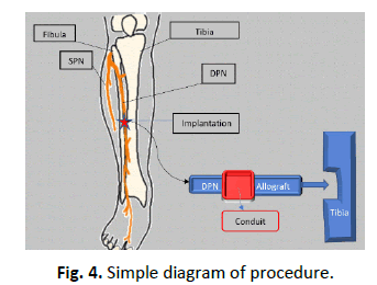 Orthopaedics-Trauma-Surgery-Related-Research-Simple-diagram